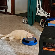 Rascal is registered to the contest to win money with this photo: cat, carpet, indoor, furniture, toy, walker, green_cloth, relaxed, cream_colored_cat, floor, box, black_furniture, wood_trim, home, pet, resting, domestic_cat, animal, living_room, lazy