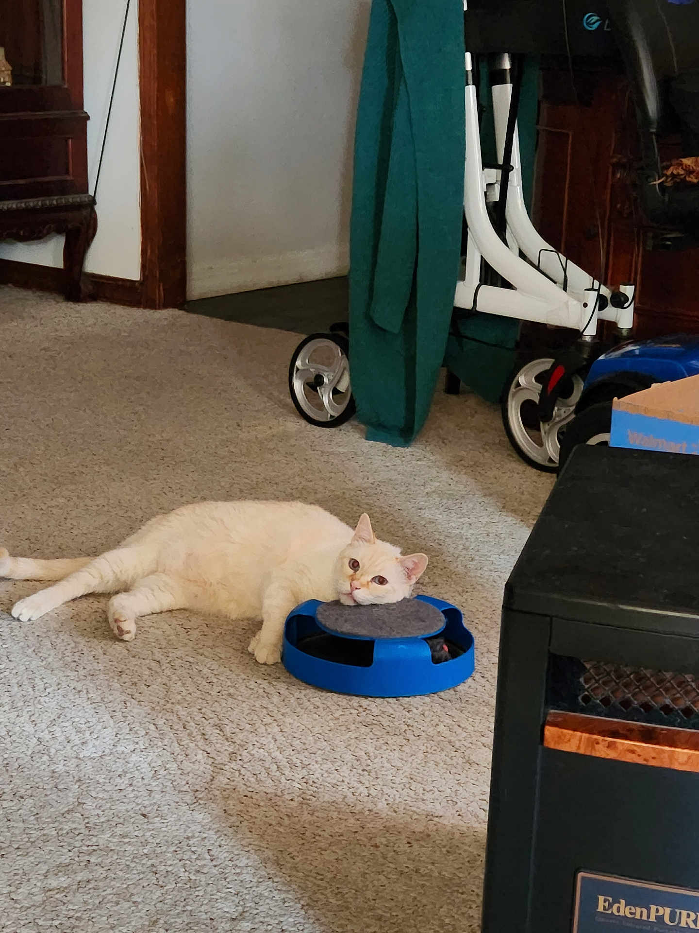 Rascal is registered to the contest to win money with this photo: cat, carpet, indoor, furniture, toy, walker, green_cloth, relaxed, cream_colored_cat, floor, box, black_furniture, wood_trim, home, pet, resting, domestic_cat, animal, living_room, lazy