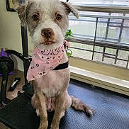 Zoey joined the competition — help win amazing prizes! dog, pet, grooming, bandana, indoor, window, blinds, table, fur, animal, cute, sitting, looking, ears, tail, leash, collar, face, brown, white