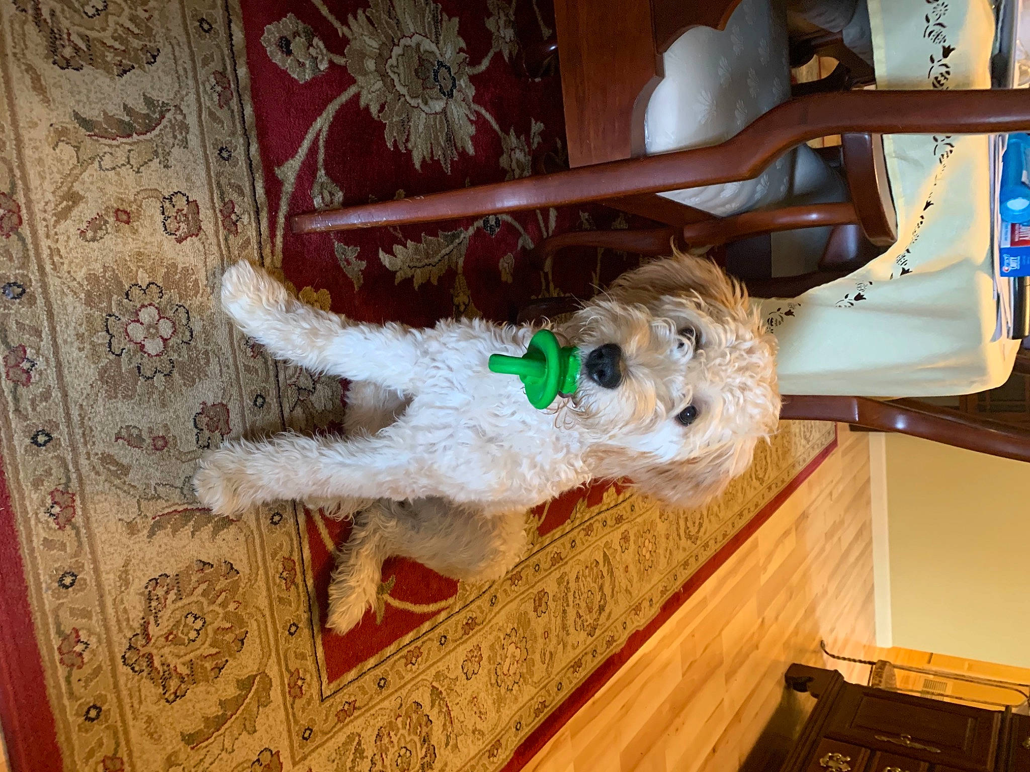 Ayla is registered to the contest to win money with this photo: art, canidae, carnivore, christmas_ornament, companion_dog, dog, dog_breed, door, event, fawn, flooring, fur, hardwood, holiday, room, sporting_group, stuffed_toy, tail, tree, wood