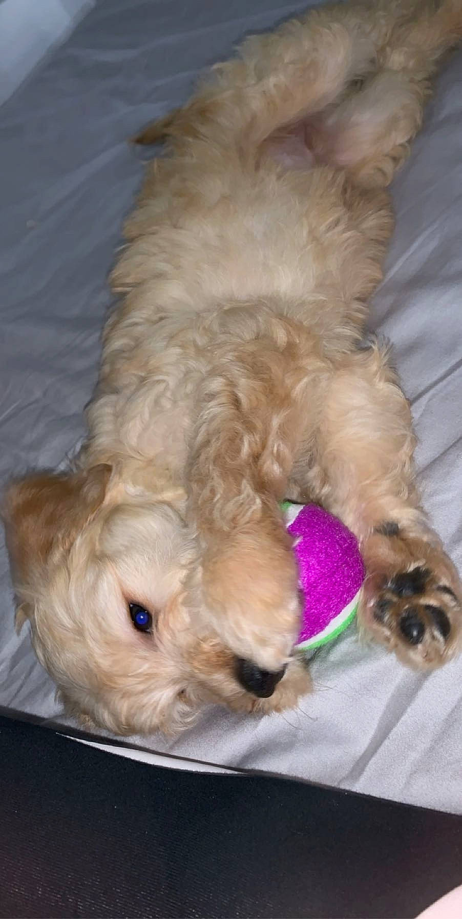 Ayla is registered to the contest to win money with this photo: carnivore, cockapoo, companion_dog, dog, dog_breed, dog_supply, dog_toy, fawn, fur, goldendoodle, labradoodle, liver, pet_supply, small_terrier, snout, sporting_group, terrier, toy, toy_dog, working_animal