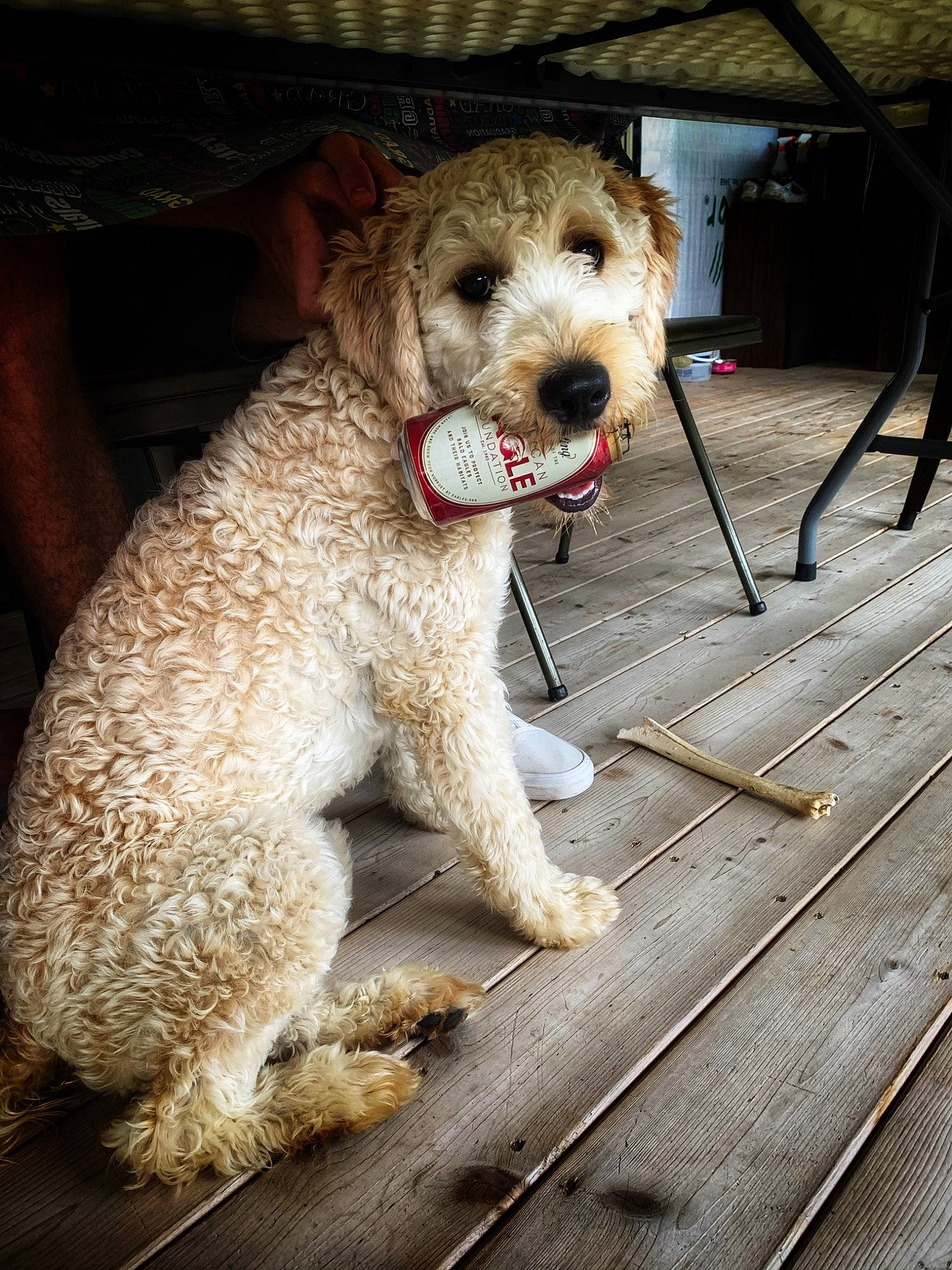 Ayla is registered to the contest to win money with this photo: canidae, carnivore, collar, companion_dog, dog, dog_breed, dog_collar, fawn, fur, labradoodle, leash, poodle, small_terrier, snout, sporting_group, terrier, toy_dog, water_dog, wood, working_animal