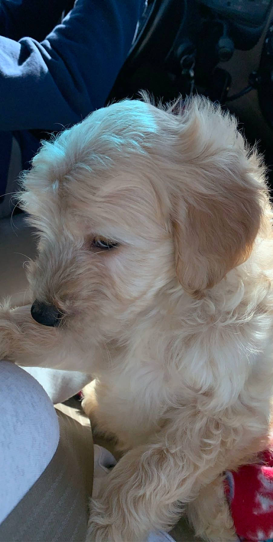 Ayla is registered to the contest to win money with this photo: bichon, canidae, carnivore, companion_dog, dog, dog_breed, dog_collar, ear, fur, maltepoo, puppy_love, shih_poo, small_terrier, snout, sporting_group, terrier, toy_dog, whiskers, working_animal, yorkipoo