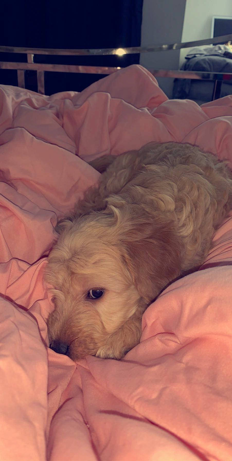 Ayla joined the competition — help win amazing prizes! canidae, carnivore, cockapoo, companion_dog, dog, dog_breed, goldendoodle, irish_soft_coated_wheaten_terrier, mammal, morkie, nap, non_sporting_group, puppy, schnoodle, sleep, snout, sporting_group, terrier, tibetan_terrier, vertebrate