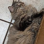 Nibbler is registered to the contest to win money with this photo: animal, cat, cozy, ear, feline, fluffy, fur, household, indoor, long_hair, lying_down, paw, pet, relaxed, resting, sleepy, tabby, tile_floor, whiskers, wooden_cabinet