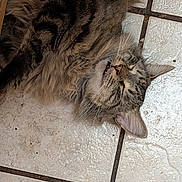 Nibbler joined the competition — help win amazing prizes! animal, cat, closeup, cozy, cute, domestic_cat, ears, feline, floor, fluffy, fur, indoor, mouth_open, pet, relaxed, resting, sleeping, tabby, tile_floor, whiskers