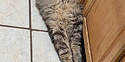 Nibbler joined the competition — help win amazing prizes! animal, cabinet, cat, cozy, cute, domestic_cat, feline, floor, fluffy, fur, indoor, pet, quiet, relaxed, resting, sleeping, striped_cat, tabby, tile_floor, wooden_cabinet