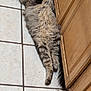 animal, cabinet, cat, cozy, cute, domestic_cat, feline, floor, fluffy, fur, indoor, pet, quiet, relaxed, resting, sleeping, striped_cat, tabby, tile_floor, wooden_cabinet