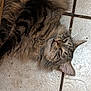 Nibbler joined the competition — help win amazing prizes! animal, cat, closeup, cute, domestic_animal, ears, floor, fluffy, fur, head, indoor, lying_down, mammal, pet, relaxed, resting, sleepy, tabby, tile, whiskers
