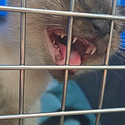 Aspen is registered to the contest to win money with this photo: animal, blue_blanket, cage, cat, close_up, cute, feline, fur, indoor, kitten, metal_bars, mouth_open, paw, pet, resting, sleepy, teeth, tongue, whiskers, young