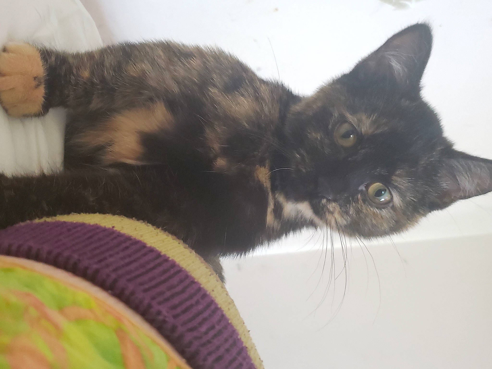 Vex'Ahlia is registered to the contest to win money with this photo: black_cat, carnivore, cat, claw, comfort, domestic_short_haired_cat, ear, eye, felidae, fur, paw, small_to_medium_sized_cats, snout, tail, terrestrial_animal, whiskers