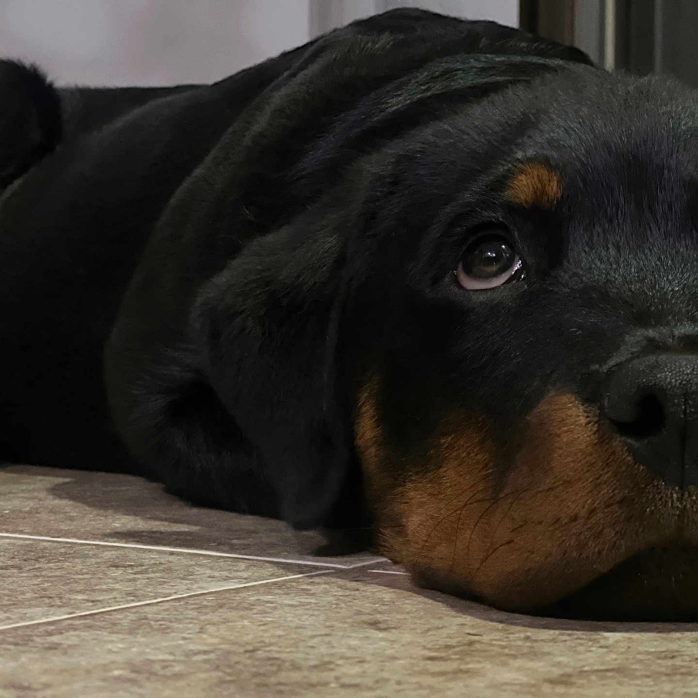 Chop joined the competition — help win amazing prizes! animal, appenzeller, beagle, bulldog, canine, cockerspaniel, couch, dog, furniture, hound, labradorretriever, lion, person, pet, pitbull, pointer, policedog, puppy, sleeping, snout