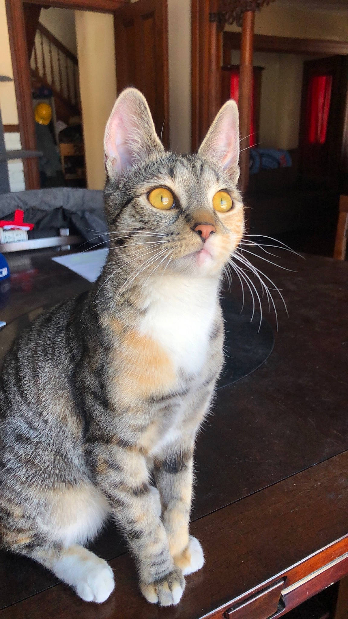 Ziggy Stardust joined the competition — help win amazing prizes! carnivore, cat, domestic_short_haired_cat, felidae, fur, hardwood, paw, sitting, small_to_medium_sized_cats, snout, tail, terrestrial_animal, whiskers