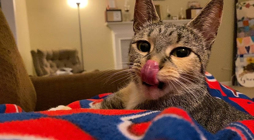 Ziggy Stardust joined the competition — help win amazing prizes! carnivore, cat, cat_supply, comfort, cone, domestic_short_haired_cat, felidae, fur, lamp, light_fixture, pattern, paw, small_to_medium_sized_cats, snout, whiskers, window