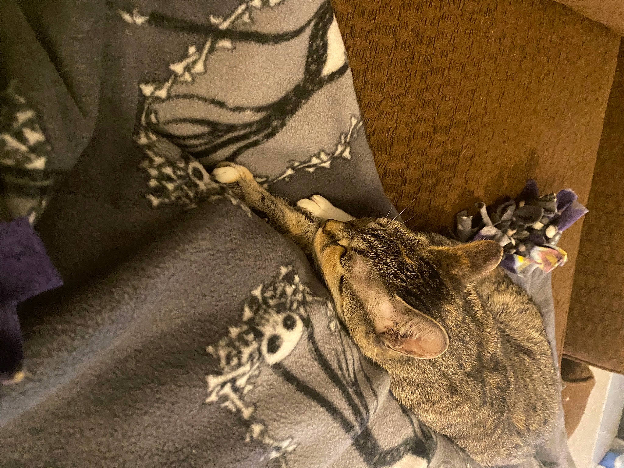 Ziggy Stardust joined the competition — help win amazing prizes! art, bag, fashion_accessory, fashion_design, feather, fur, grey, human_leg, linens, pattern, room, sleeve, tail, textile, thread, twig, visual_arts, wood, wool, woven_fabric