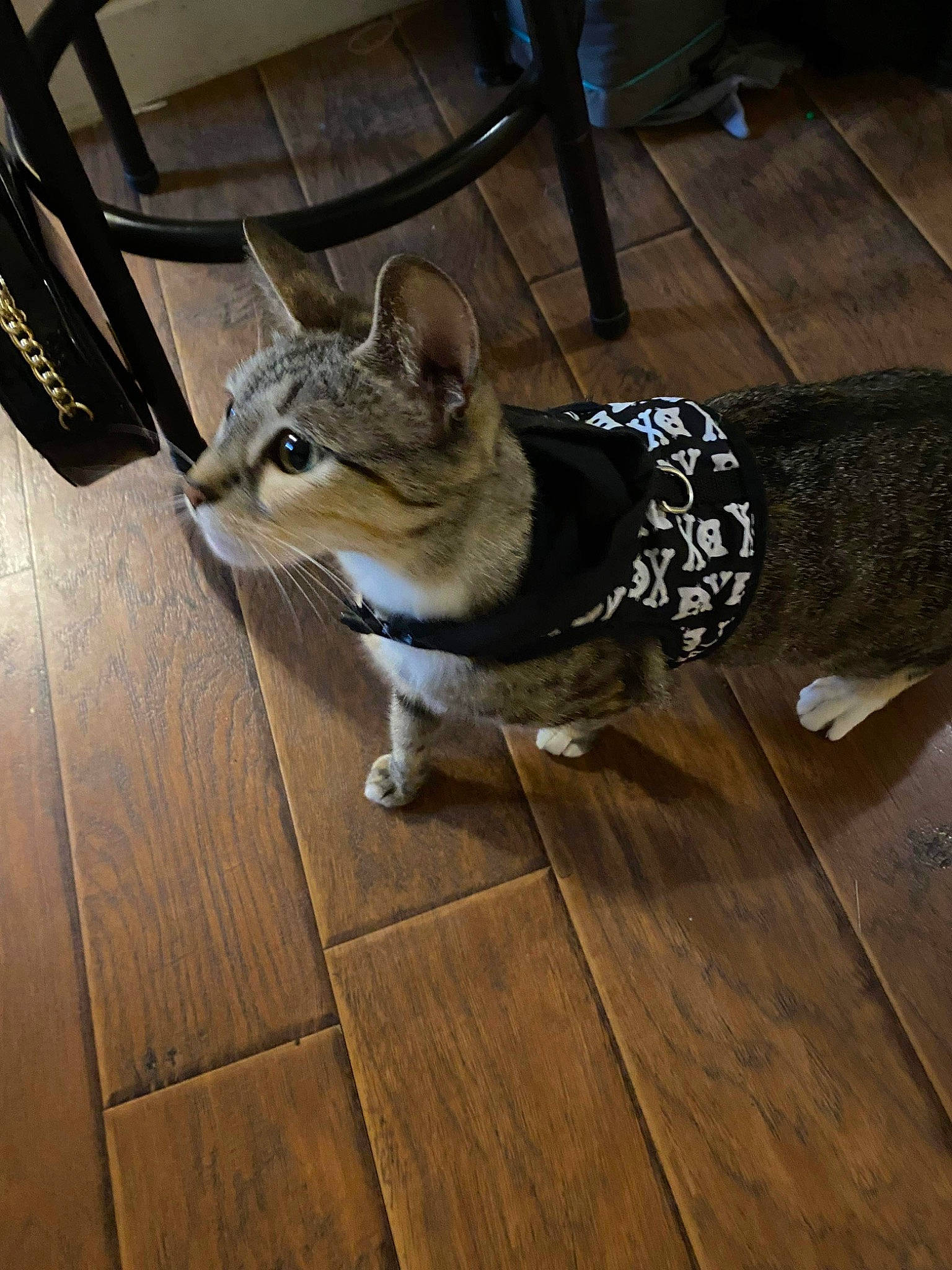 Ziggy Stardust joined the competition — help win amazing prizes! carnivore, companion_dog, dog_breed, domestic_short_haired_cat, fawn, felidae, floor, flooring, fur, hardwood, laminate_flooring, plank, small_to_medium_sized_cats, snout, tail, varnish, whiskers, wood, wood_flooring, wood_stain