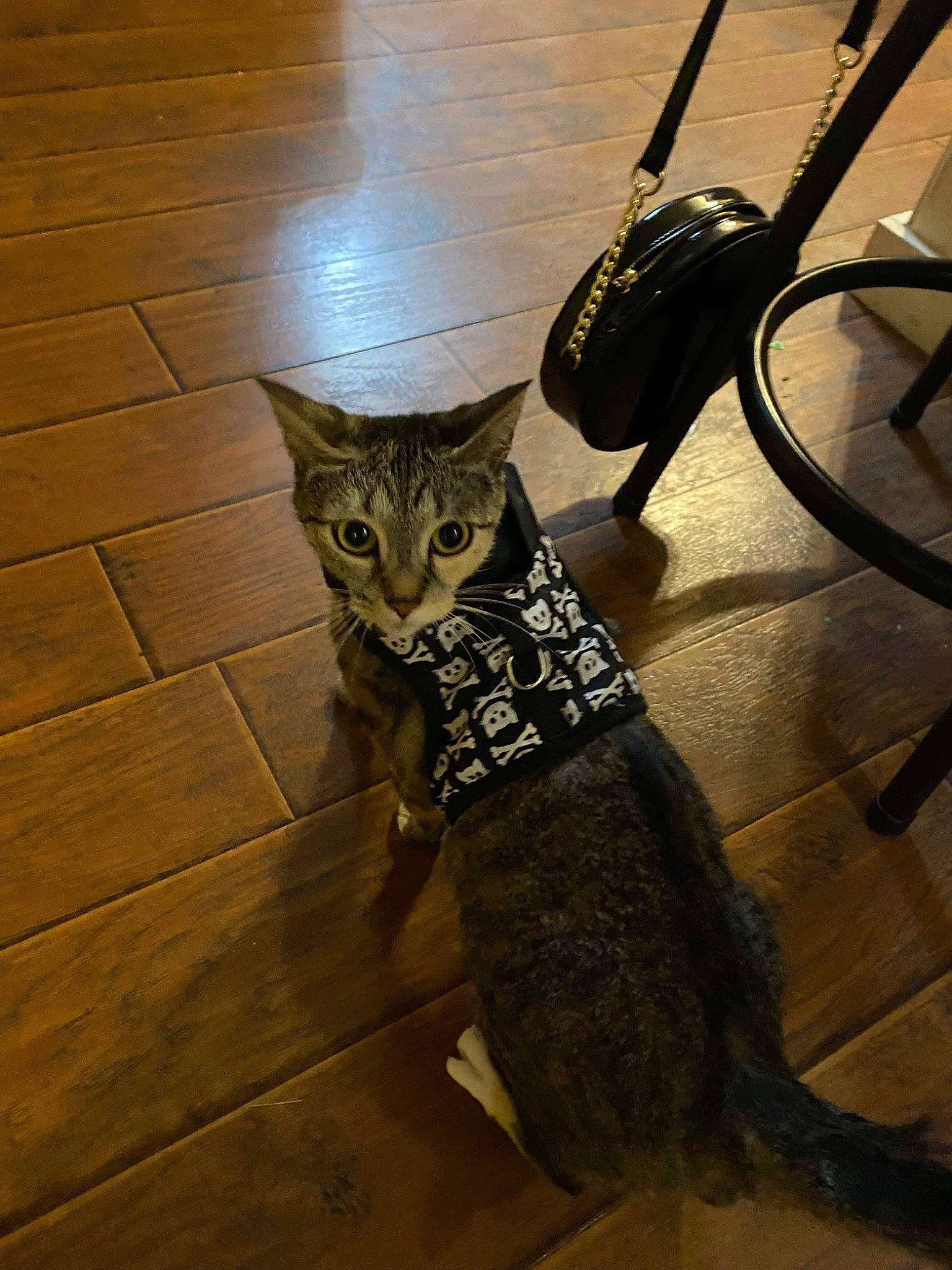 Ziggy Stardust is registered to the contest to win money with this photo: carnivore, cat, domestic_short_haired_cat, fawn, felidae, floor, flooring, fur, grey, hardwood, human_leg, laminate_flooring, small_to_medium_sized_cats, snout, tail, terrestrial_animal, whiskers, wood, wood_flooring, wood_stain