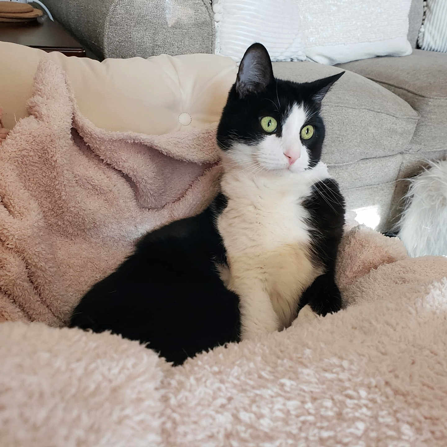 Checkers joined the competition — help win amazing prizes! animal, blanket, canine, cat, couch, cushion, dog, furniture, homedecor, kitten, manx, person, pet, quilt, sleeping