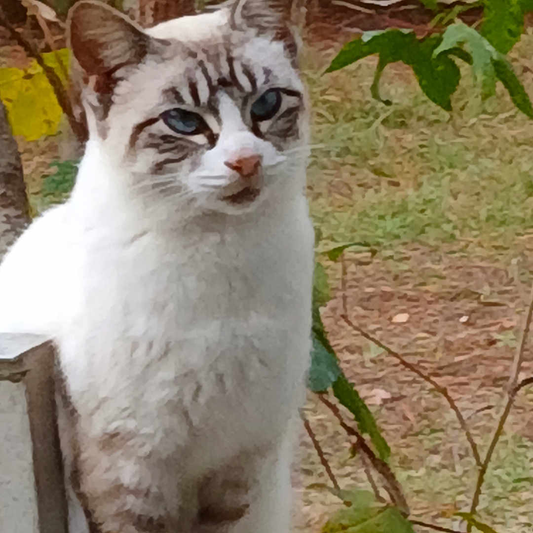 Coco