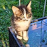 cat, kitten, two_cats, fluffy, tabby, black_and_white, green_eyes, animal, pet, outdoor, garden, grass, patio, chair, glass_table, wicker_furniture, portrait, curious, standing, natural_light