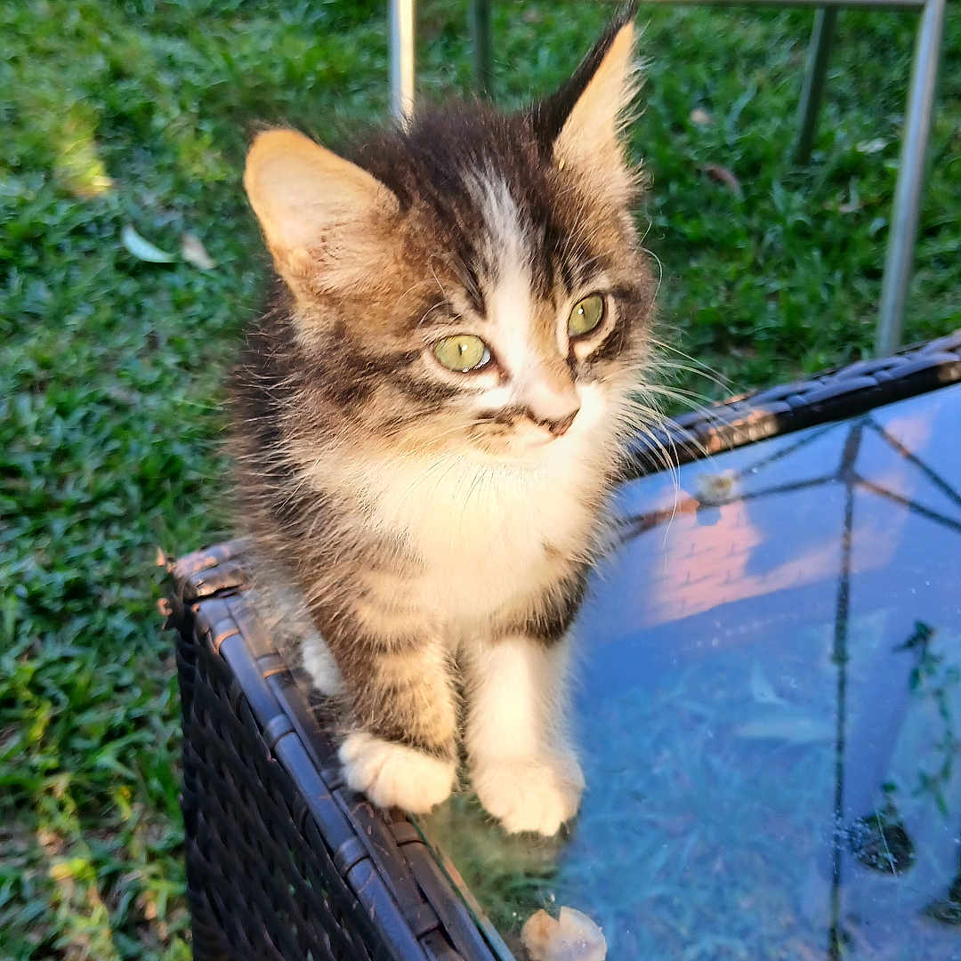 Moonpie joined the competition — help win amazing prizes! cat, kitten, two_cats, fluffy, tabby, black_and_white, green_eyes, animal, pet, outdoor, garden, grass, patio, chair, glass_table, wicker_furniture, portrait, curious, standing, natural_light