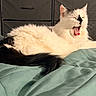 animal, bedroom, black, blanket, cat, cute, domestic, feline, fluffy, fur, indoor, mammal, pet, relaxed, resting, sleepy, tail, whiskers, white, yawning