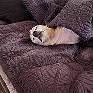 Shorty joined the competition — help win amazing prizes! dog, sleeping, bed, blanket, quilt, cozy, indoor, pet, resting, fur, snuggled, comfort, relaxed, canine, head, quiet, peaceful, warm, napping, home