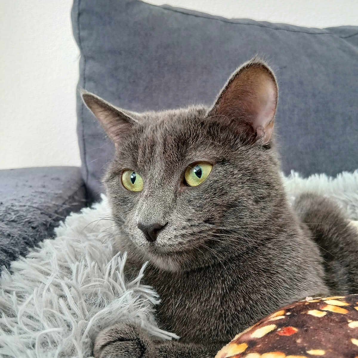 Caline a rejoint le concours — aidez-le/la à gagner de superbes lots ! alert, animal, cat, close_up, couch, cozy, domestic_cat, ears, feline, fluffy_blanket, fur, gray_cat, home, indoor, pet, relaxed, resting, soft_texture, whiskers, yellow_eyes