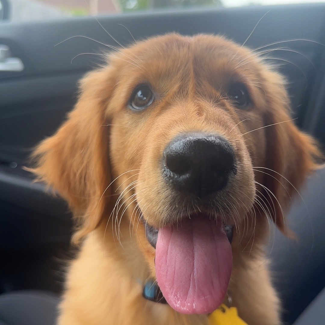 Lola is registered to the contest to win money with this photo: animal, canine, car_interior, close_up, collar, cute, dog, ears, fur, golden_retriever, happy, indoor, mammal, pet, portrait, puppy, seat, tag, tongue_out, whiskers