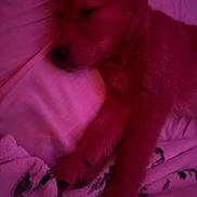 Lola is registered to the contest to win money with this photo: puppy, dog, sleeping, blanket, bed, cozy, fur, paw, cute, indoors, resting, soft, animal, pet, young, warm_light, comfort, relaxation, snuggle, fur_texture