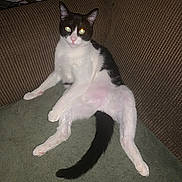 Timmy is registered to the contest to win money with this photo: animal, black_and_white, cat, couch, cozy, cute, domestic, flash, fur, furniture, glowing_eyes, indoor, legs_spread, living_room, pet, pink_nose, relaxed, sitting, tail, whiskers