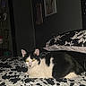 Oreo joined the competition — help win amazing prizes! cat, black_and_white, pet, animal, feline, bed, bedroom, blanket, bedspread, pillow, lying_down, sitting, indoors, portrait, glowing_eyes, flash_photography, dark_room, wall_art, curtain, home