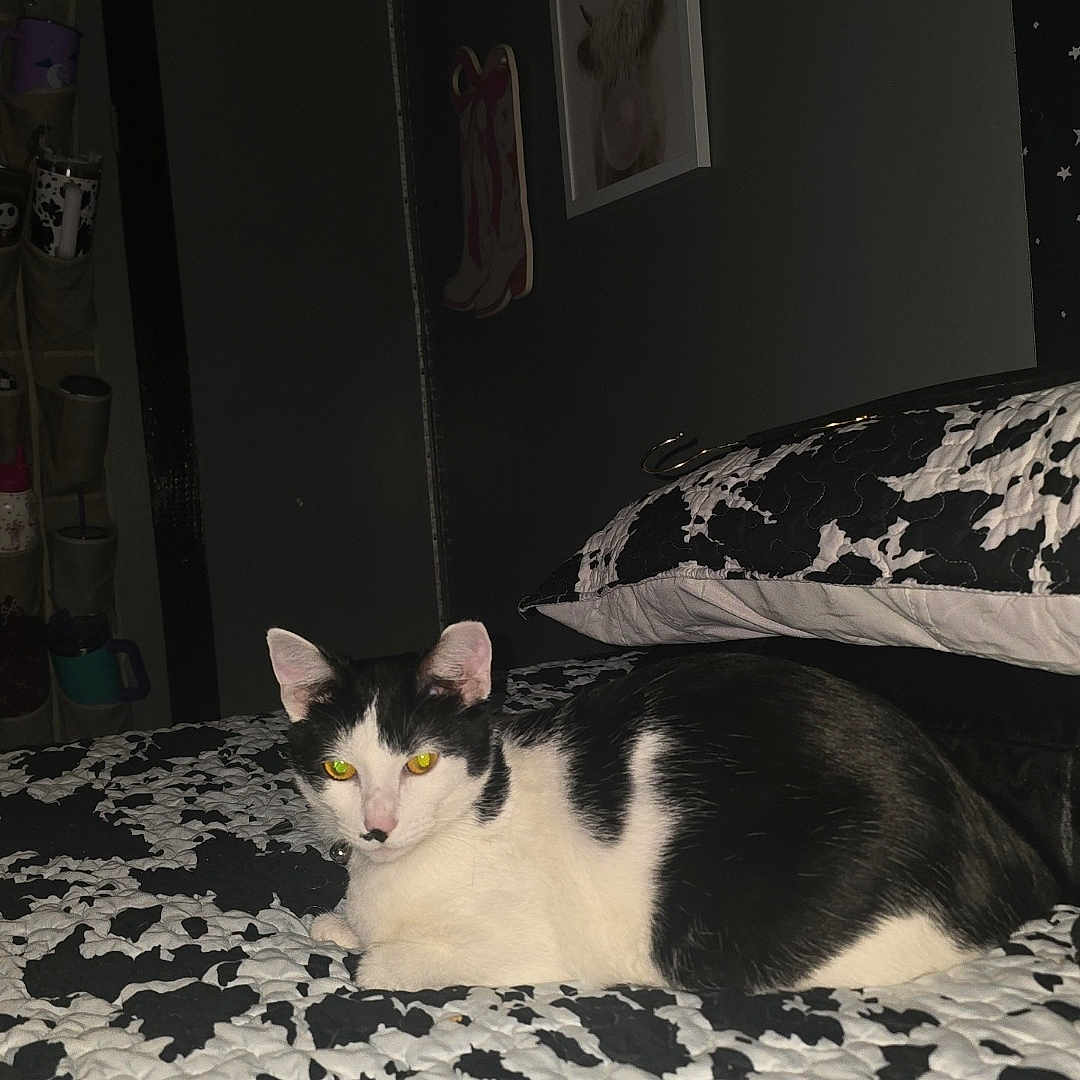 Oreo