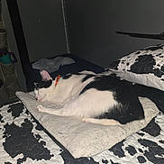 Oreo is registered to the contest to win money with this photo: cat, sleeping, black_and_white, pet, animal, bed, blanket, pillow, bedroom, indoors, cozy, resting, curled_up, collar, whiskers, fur, nap, home, bedding, relaxed