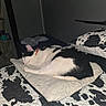 cat, sleeping, black_and_white, pet, animal, bed, blanket, pillow, bedroom, indoors, cozy, resting, curled_up, collar, whiskers, fur, nap, home, bedding, relaxed