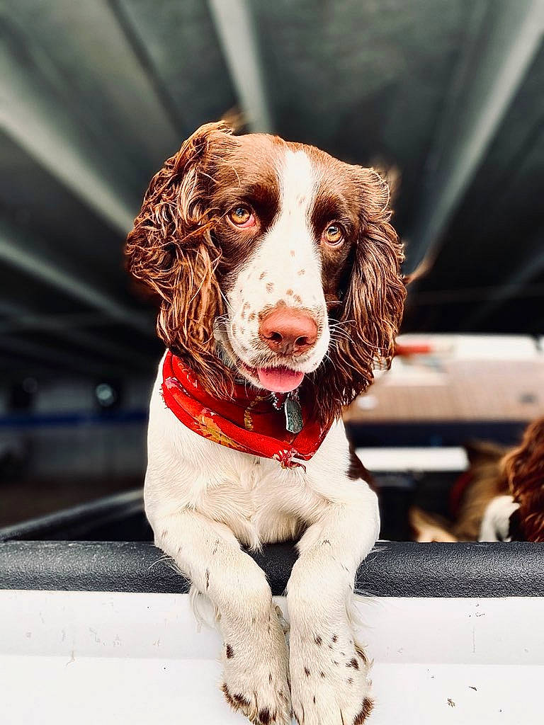 June Bug is registered to the contest to win money with this photo: canidae, carnivore, cocker_spaniel, collar, companion_dog, dog, dog_breed, dog_collar, english_springer_spaniel, french_spaniel, fur, gun_dog, hunting_dog, liver, pointing_breed, snout, spaniel, sporting_group, tongue, working_animal