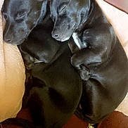 Apollo joined the competition — help win amazing prizes! dog, puppy, black_dog, sleeping, snuggling, blanket, cute, pet, animal, cozy, fur, resting, indoors, companion, adorable, friendship, relaxation, two_dogs, soft, warm