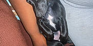 Apollo joined the competition — help win amazing prizes! puppy, dog, sleeping, black_dog, person, arm, gray_shirt, couch, brown_couch, indoor, pet, animal, resting, cute, small_dog, close_up, human_hand, relaxing, nap, domestic_animal
