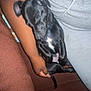 puppy, dog, sleeping, black_dog, person, arm, gray_shirt, couch, brown_couch, indoor, pet, animal, resting, cute, small_dog, close_up, human_hand, relaxing, nap, domestic_animal