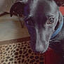 Apollo joined the competition — help win amazing prizes! dog, black_dog, pet, indoor, carpet, leopard_print, furniture, collar, close_up, curious, animal, floor, table, cup, container, brown, red, eyes, snout, ears