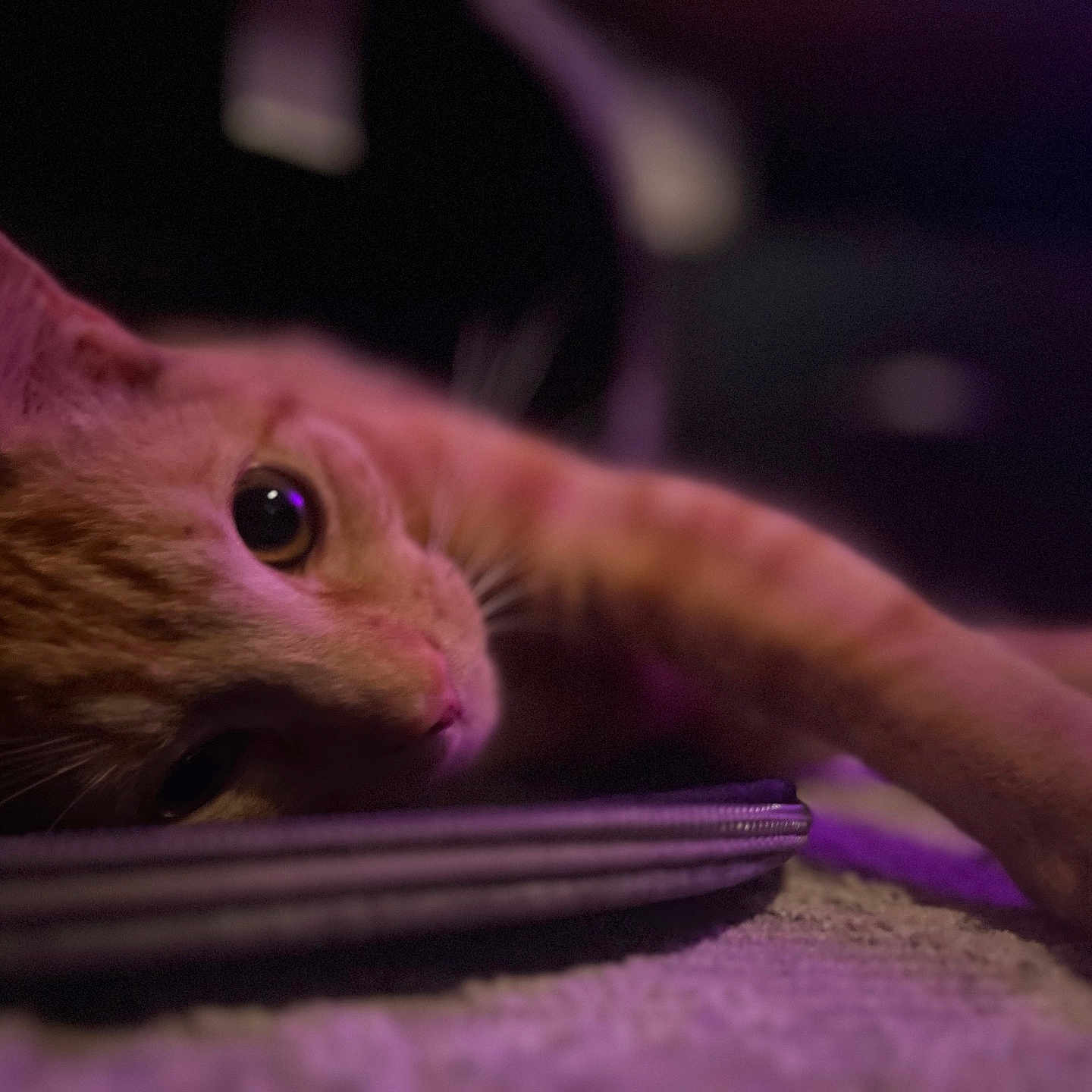 Frito is registered to the contest to win money with this photo: animal, carpet, cat, close_up, curious, cute, domestic_animal, eye, feline, ginger_cat, indoor, laying_down, one_animal, pet, portrait, purple_light, relaxed, resting, soft_focus, whiskers