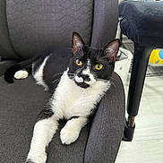 Neo joined the competition — help win amazing prizes! animal, black_and_white, cat, chair, close_up, comfortable, curious, cushion, domestic_cat, feline, fur, home, indoor, looking_at_camera, paw, pet, relaxed, seated, whiskers, yellow_eyes