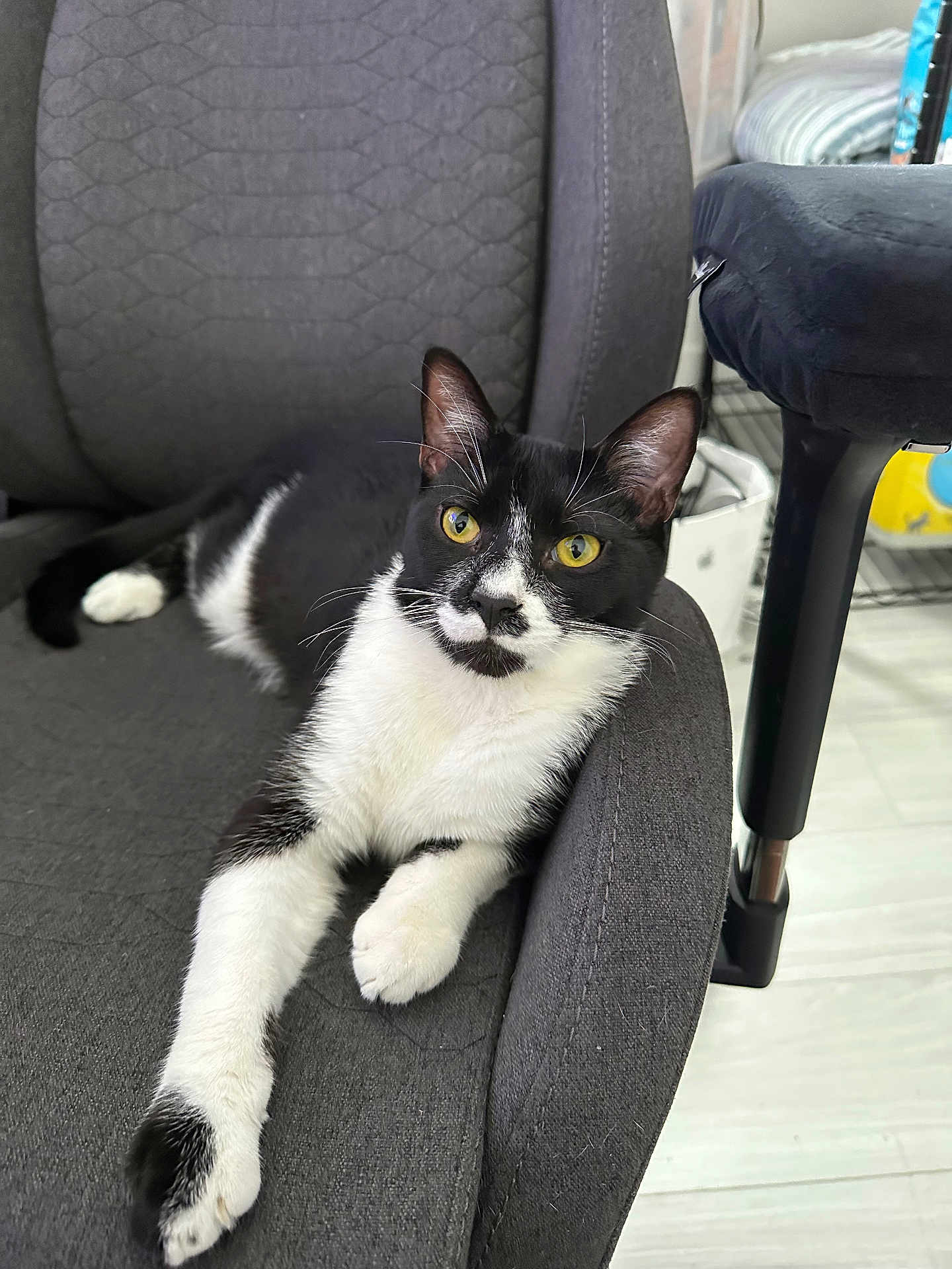 Neo joined the competition — help win amazing prizes! animal, black_and_white, cat, chair, close_up, comfortable, curious, cushion, domestic_cat, feline, fur, home, indoor, looking_at_camera, paw, pet, relaxed, seated, whiskers, yellow_eyes