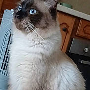 Achille a rejoint le concours — aidez-le/la à gagner de superbes lots ! cat, kitten, fluffy, blue_eyes, siamese, long_hair, pet, animal, portrait, close_up, whiskers, ears, fur, white_fur, dark_face, indoors, kitchen, wooden_cabinets, sitting, photography