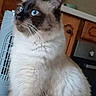 cat, kitten, fluffy, blue_eyes, siamese, long_hair, pet, animal, portrait, close_up, whiskers, ears, fur, white_fur, dark_face, indoors, kitchen, wooden_cabinets, sitting, photography