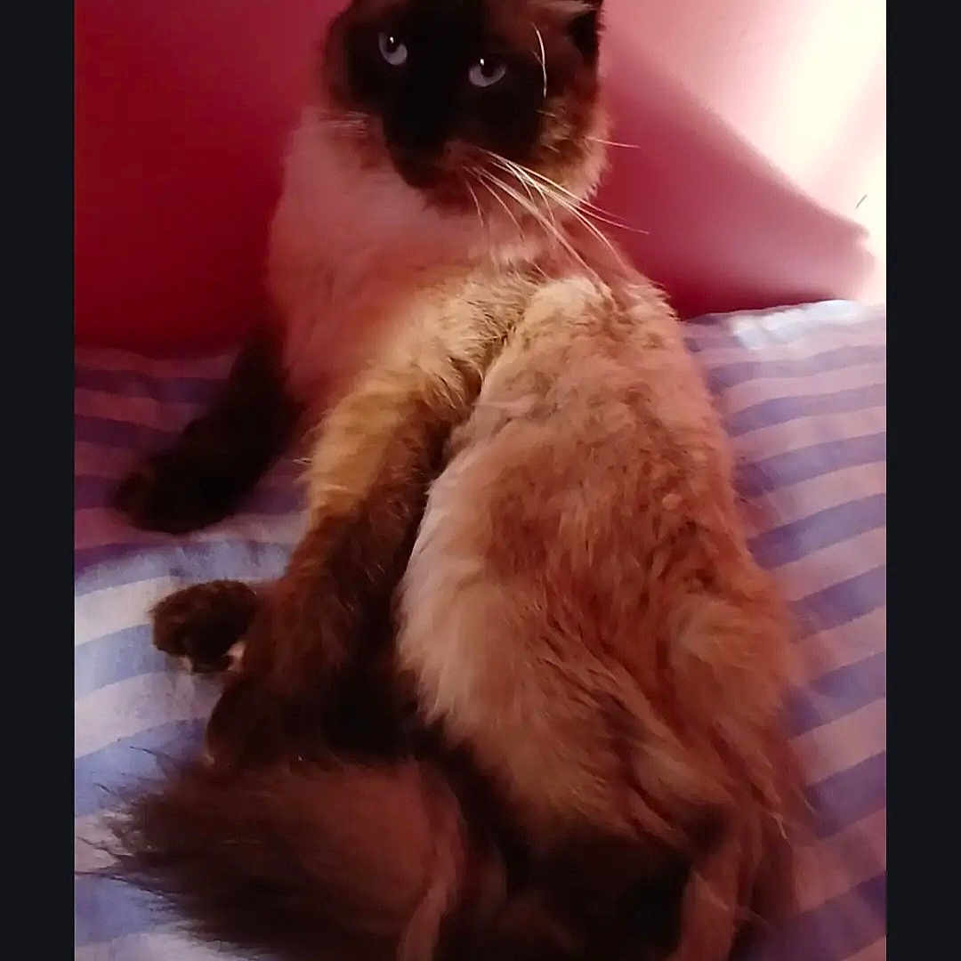 Achille