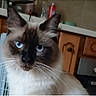 Achille a rejoint le concours — aidez-le/la à gagner de superbes lots ! cat, fluffy, blue_eyes, whiskers, long_hair, pointed_ears, close_up, portrait, indoor, kitchen, cabinet, countertop, brown_fur, white_fur, gray_fur, animal, pet, looking_at_camera, face, photography