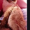 Achille participe au concours pour gagner de l'argent avec cette photo : cat, siamese_cat, blue_eyes, pet, feline, long_hair, fluffy, whiskers, pointed_ears, dark_face, cream_fur, brown_fur, sitting, bed, bedroom, indoor, portrait, pink_lighting, animal, closeup