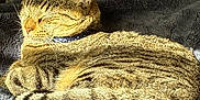 Mowgli joined the competition — help win amazing prizes! blanket, cat, collar, comfortable, cozy, cute, domestic_cat, feline, fur, indoor, pet, relaxed, resting, sleeping, soft, striped, sunlight, tabby, tail, whiskers