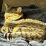 blanket, cat, collar, comfortable, cozy, cute, domestic_cat, feline, fur, indoor, pet, relaxed, resting, sleeping, soft, striped, sunlight, tabby, tail, whiskers